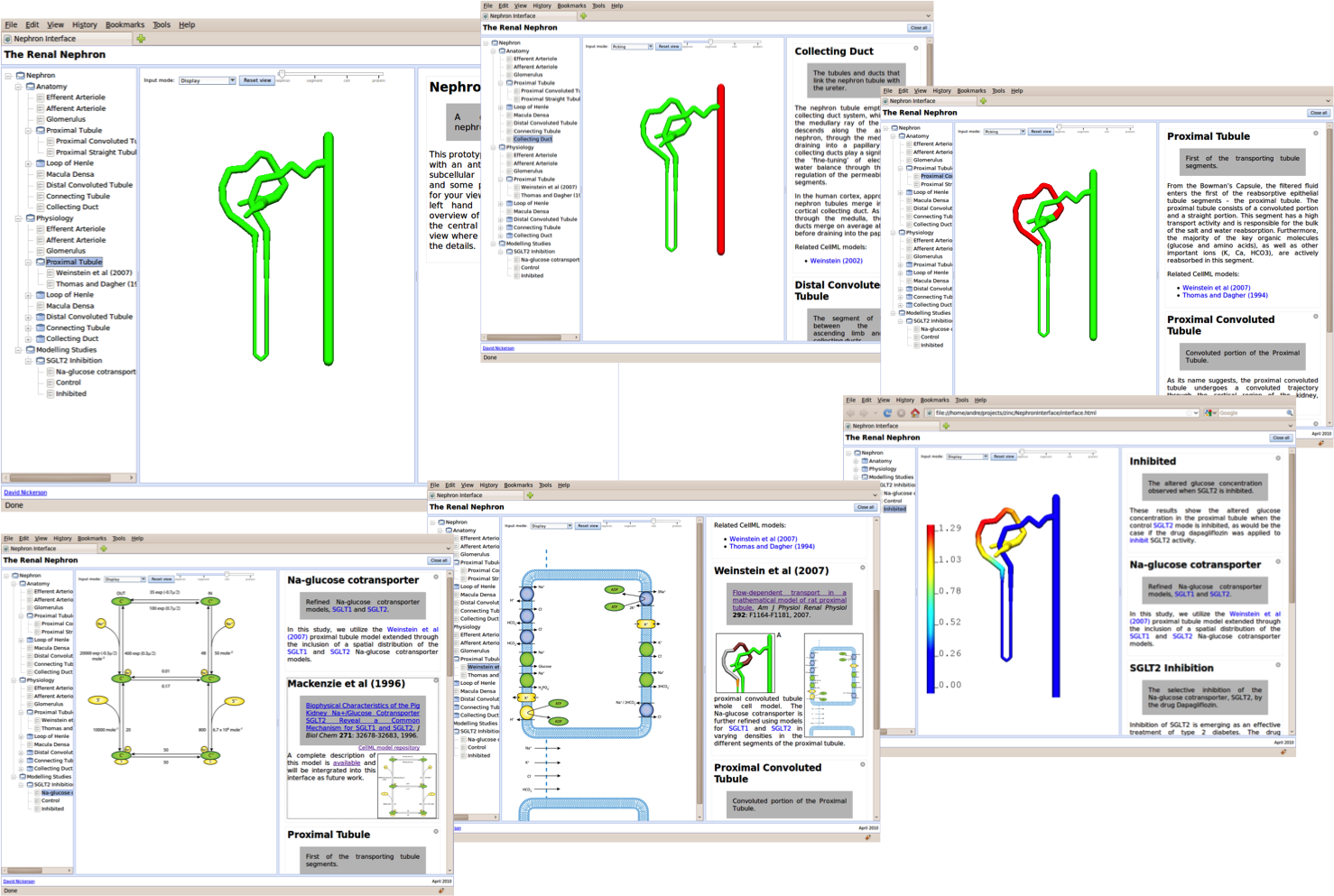 ../_images/nephron-browser.png
